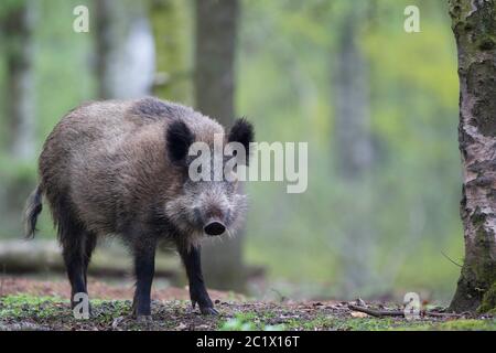 wild boar, pig, wild boar (Sus scrofa), young tusker, Belgium, Ardennes Stock Photo