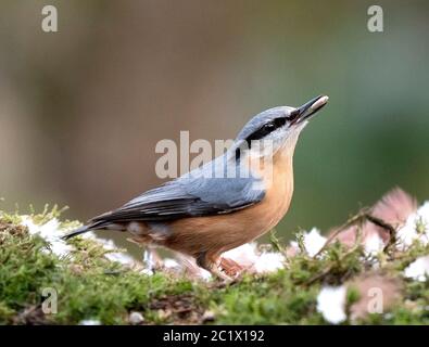 Eurasian nuthatch (Sitta europaea), perched with a nut, Netherlands Stock Photo