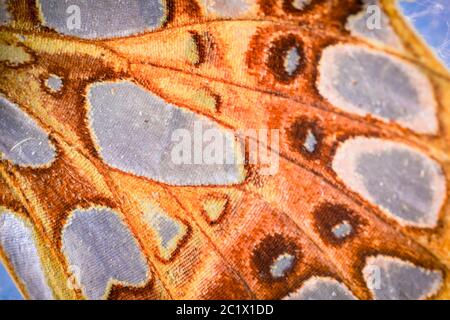 Queen of Spain fritillary (Argynnis lathonia, Issoria lathonia), detail of wing patterns, hindwing underside, shiny blotches, Germany, Bavaria, Niederbayern, Lower Bavaria