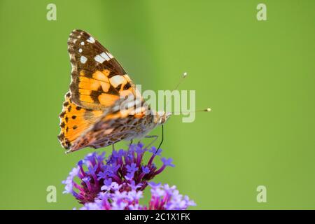 Painted lady (Cynthia cardui, Vanessa cardui, Pyrameis cardui), sucks nectar from vervain, Germany, Bavaria, Niederbayern, Lower Bavaria Stock Photo