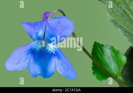 early dog-violet (Viola reichenbachiana), flower against green background, Germany, Bavaria Stock Photo