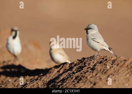 desert sparrow (Passer simplex), male in Sahara desert, Morocco, Sahara, Merzouga Stock Photo