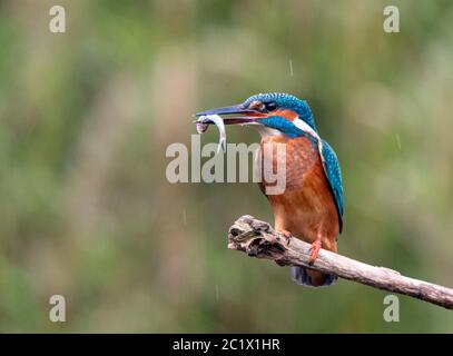 river kingfisher (Alcedo atthis), with caught fish in the bill, Netherlands Stock Photo