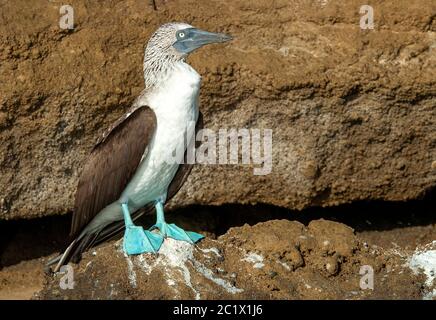 blue-footed booby (Sula nebouxii), adult perched on a rock, Ecuador, Galapagos Islands Stock Photo