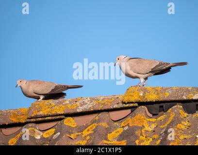 collared dove (Streptopelia decaocto), perched on a roof, Netherlands, Almere Stock Photo