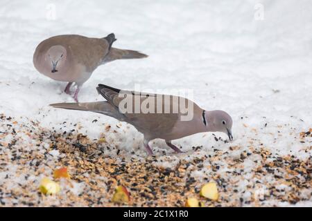 collared dove (Streptopelia decaocto), pair at the feeding place in winter, Germany, Bavaria, Niederbayern, Lower Bavaria Stock Photo