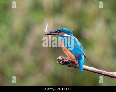 river kingfisher (Alcedo atthis), with caught fish in the bill, Netherlands Stock Photo