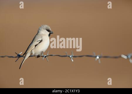 desert sparrow (Passer simplex), male on a barbed wire, Morocco, Sahara, Merzouga Stock Photo