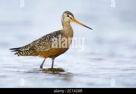 hudsonian godwit (Limosa haemastica), Adult male in summer plumage standing in arctic tundra lake, Canada, Manitoba Stock Photo