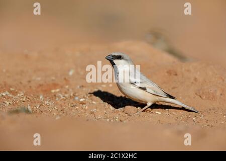 desert sparrow (Passer simplex), male in Sahara desert, Morocco, Sahara, Merzouga Stock Photo