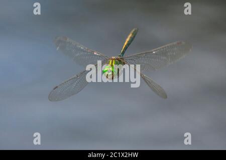 downy emerald (Cordulia aenea), stands in flight, looking to camera, Germany, Bavaria, Niederbayern, Lower Bavaria Stock Photo