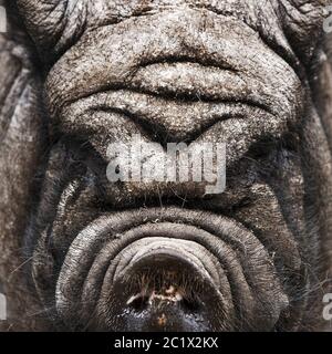 Vietnamese pot-bellied pig (Sus scrofa f. domestica), portrait, front view, Germany Stock Photo