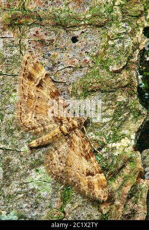 Guernsey. Wildlife. Insects. Double-striped pug moth. (Gymnoscelis rufifasciata) Stock Photo