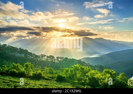 Sunrise over hillside a pine forest with long sun rays pass through valley with pines yellow sunny mornings this place more lively