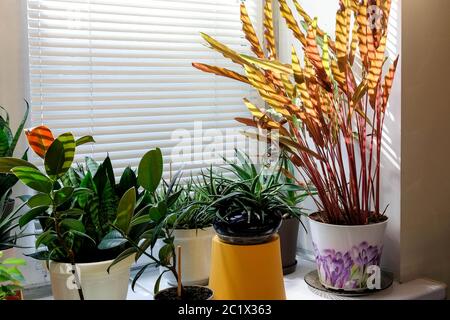 Indoor plants on the windowsill. Window closed shutters. Sunset, visible shadows, dark photo. Stock Photo