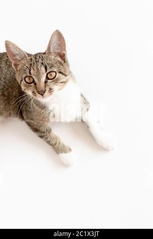 Top view of cat on white background Stock Photo