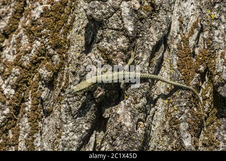 a close up of a lizard on a trunk Stock Photo