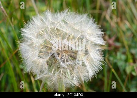Seed head of meadow salsify meadow goatsbeard Jack go to bed at noon Tragopogon pratensis yellow goatsbeard Stock Photo