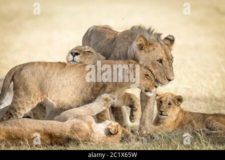 Lion pride bonding showing affection with flies around their faces in Masai Mara Kenya Stock Photo