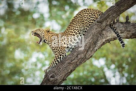 One adult leopard stretching and yawning with mouth open showing teeth, tongue and big whiskers in Khwai Botswana Stock Photo