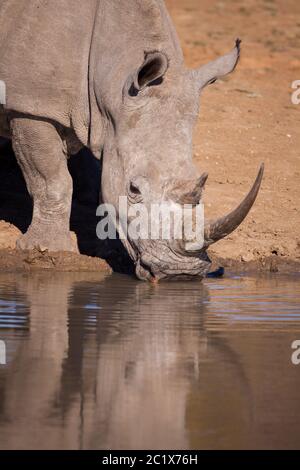 White Rhino head on vertical portrait drinking water from a dam in Kruger Park South Africa Stock Photo