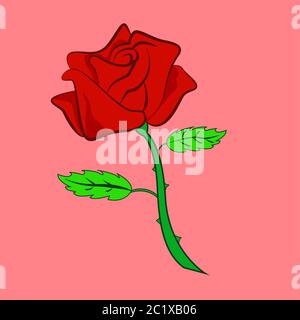red rose flower vector illustration. isolated Stock Vector