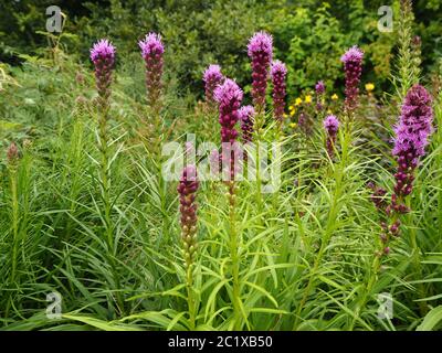 Purple Liatris spicata flowers (dense blazing star or button snakewort) in a garden border