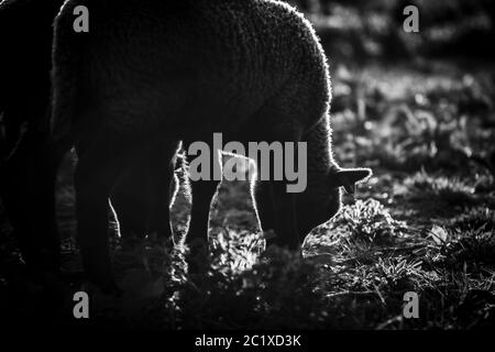 Black white photography of brown sheep on a meadow. English countryside. Wildlife photography. A lamb. Stock Photo