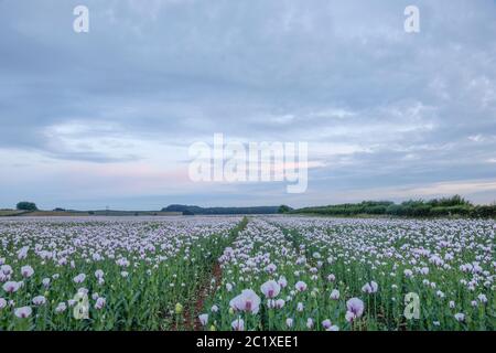 Dorset, England, United Kingdom, 15th June 2020. Field of opium poppies at dusk. The crop has regularly been used for medical supplies to the NHS in r Stock Photo