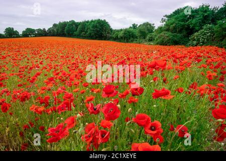 Stunning field of red poppies, colourful poppy field, wildflower meadow, Hampshire, UK Stock Photo