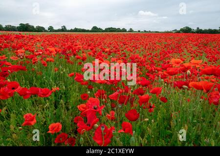 Stunning field of red poppies, colourful poppy field, wildflower meadow, Hampshire, UK Stock Photo