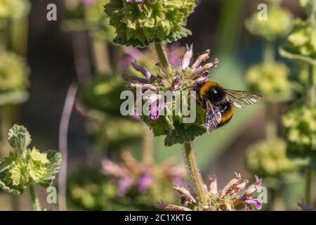 Bombus terrestris, Buff tailed bumblebee  Feeding in a Ballota hirsuta Plant Stock Photo