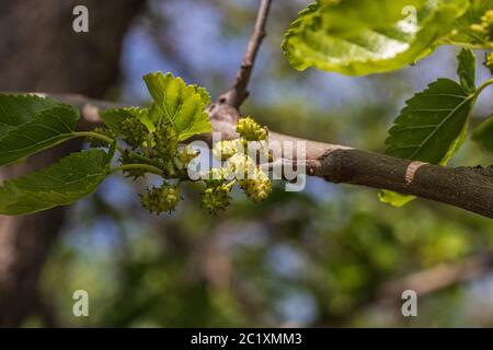 Morus alba, White Mulberry Fruit Stock Photo