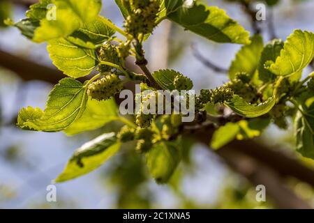 Morus alba, White Mulberry Fruit Stock Photo