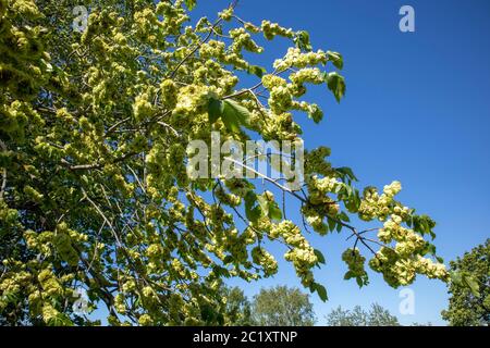 wych elm branches with immature fruits against blue sky Stock Photo