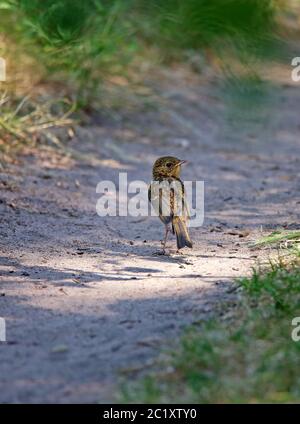 Young blackbird Turdus merula on forest trail Stock Photo