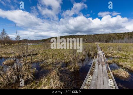 Lake and Swamp in the Pukaskwa National Park in Canada Stock Photo