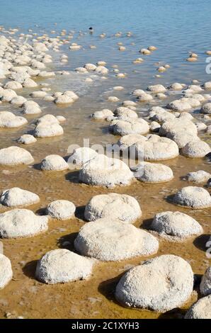 Thrombolites, some of the oldest living organisms on earth, growing on the shores of Lake Clifton, near Mandura south of Perth in Western Australia Stock Photo