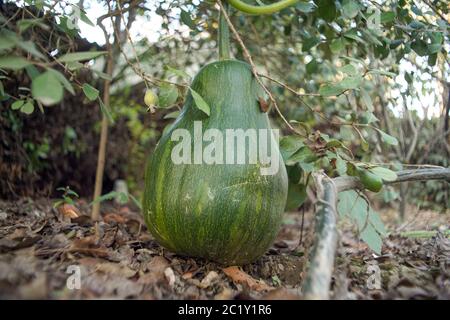 Big green pumpkin grows on a kitchen garden on the ground. Stock Photo