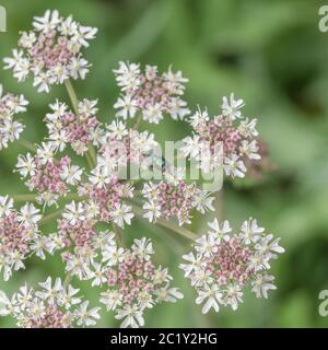 Possibly female of Common Greenbottle / Lucilia caesar fly foraging on flowers on Hogweed / Heracleum sphodylium in summer sun. Insects UK. Stock Photo