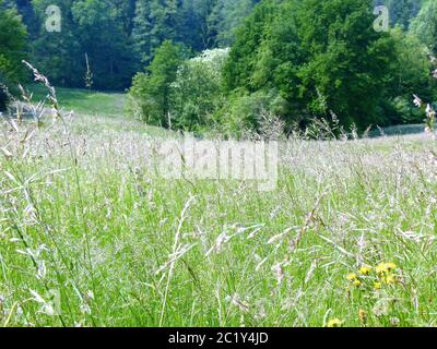 View over a meadow down into the valley to the edge of the forest Stock Photo
