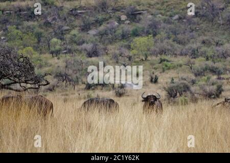 Bufallos hidden in the high grass at Nambiti Game Reserve Stock Photo