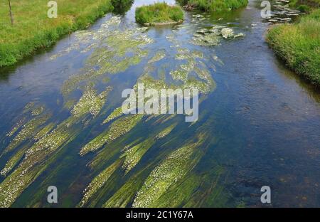 View on a river with flowering river water-crowfoot Stock Photo