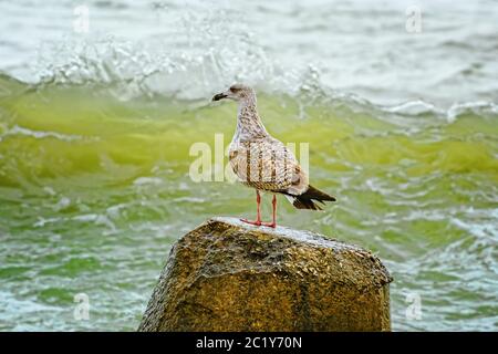 Nestling of seagull on stone Stock Photo