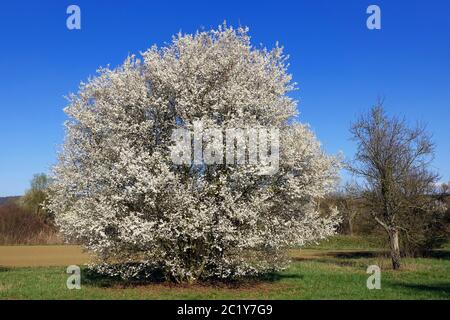 Schlew or Schlehdorn Prunus spinosa blooms in March Stock Photo