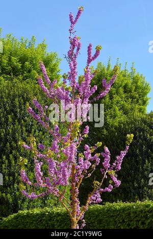 Small judas tree in bloom Stock Photo