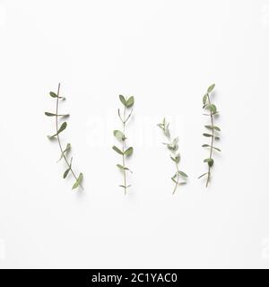 Eucalyptus leaves on white background. Floral composition, flat lay, top view, copy space Stock Photo
