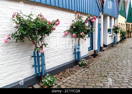 A row of picturesque former fisherman's houses with tall pink roses at a house wall in the fishing village Holm in Schleswig, Germany Stock Photo