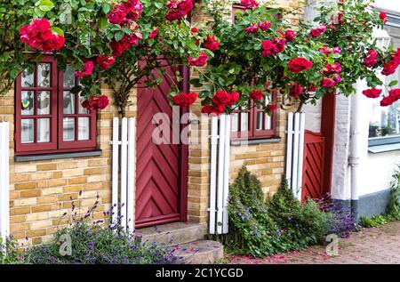 A picturesque former fisherman's house with a slightly Danish touch lovingly restored, with tall red roses at a house wall in the fishing village Holm, Schleswig, Germany Stock Photo