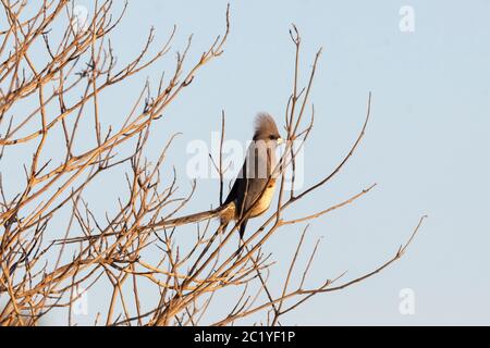 White-backed Mousebird (Colius colius) perched on tree, Western Cape, South Africa Stock Photo